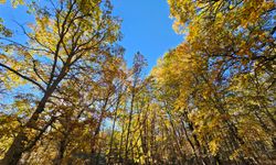 Bu ormana izinsiz girerseniz cezası 557 bin TL