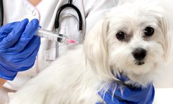 Prof. Dr. Hecer: Türkiye’de hastalıkların yüzde 61’i, hayvandan insana bulaşan hastalıklardan oluşuyor