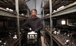 Metropol hayatını bıraktı, memleketinde mantar üretim çiftliği kurdu