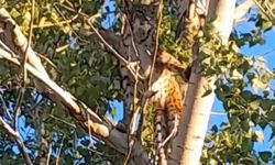 Anadolu parsı, Tunceli kırsalında ağaçta görüntülendi