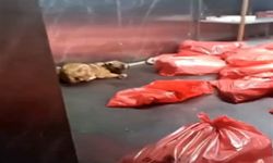 Ankara Büyükşehir Belediyesi'nden 'barınak' açıklaması