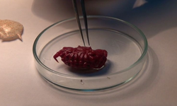 Akdeniz’de Tropikleşmenin Yeni Göstergesi: Türkiye Kıyılarında İlk Kez Hint-Pasifik Yengeci