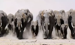 Fotoğraf çekmek isterken felaket başladı: Fil saldırılarında 4 kişi öldü