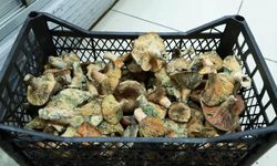 İstanbul'da bir ayda 60 kişi mantar zehirlenmesi nedeniyle hastaneye başvurdu