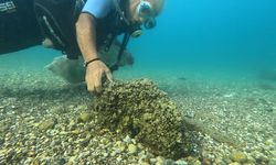 İstilacı istiridye ve midyeler, yerli deniz kestanelerinin yerini aldı