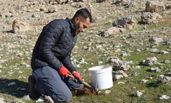 Küresel ısınmaya karşı 2 yılda 20 binden fazla tohum ekip, fidan dikti