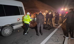 Malatya'da milyonluk yarış tayları çiftlikten kaçtı; 8'i öldü, bazıları kayıp