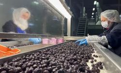 Mehmetçiğin kumanya zeytini, özel olarak seçilip laboratuvarda inceleniyor