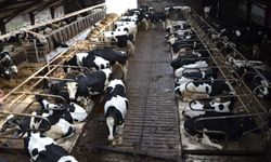 Tarım destekleri bugün hesaplarda: Çiftçilere 2,5 milyar liralık ödeme