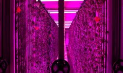 Üniversite kampüsünde 7 bin metrekareye eş değer dikey tarım laboratuvarı kuruldu