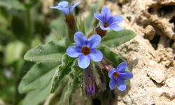 Endemik türü koparmanın cezası 699 bin 245 TL