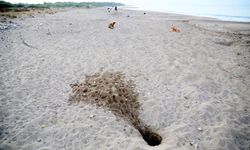 Her 10 caretta yuvasından 1'i tahrip oldu; en büyük sebep tatilcilerin bıraktığı köpekler