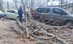 Şişli ve Beşiktaş’ta ağaçlar park halindeki araçların üzerine devrildi