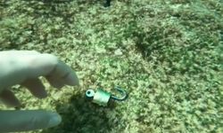 Denizden 'büyü malzemesi' çıkarıyor