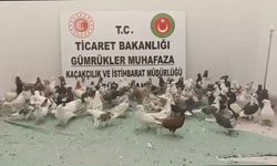 Gümrükler Muhafaza ekipleri, 2025'te 85 bin 342 canlı hayvan ele geçirdi