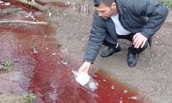 Ömerli Barajı yakınında 'kırmızı renkli akan dere' tedirginliği
