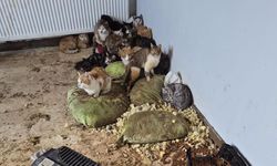 Ankara'da kötü şartlarda tutulan 102 hayvana el konuldu