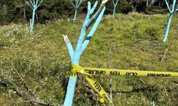 Aydın'da 700 incir ve zeytin ağacı kesildi