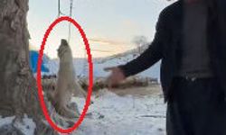 Çok yediğini iddia ettiği köpeğini ağaca asıp öldürdü