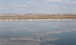 Flamingolar Tuz Gölü'ne gelmeye başladı