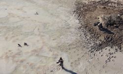 Kaçak avcılar doğa koruma ekiplerine ateş açtı