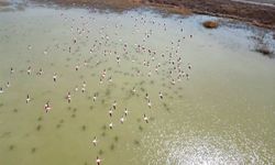 Kayseri’de flamingoların görsel şöleni dron kamerasında
