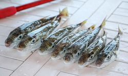 6 yılda 665 bin balon balığı yakalandı, 50 milyon bireyin sisteme girişi önlendi