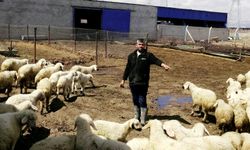 80 bin lira maaşla çalıştıracak çoban bulamıyorlar