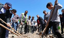 Taşınan her zeytin ağacı için yeni bir fidan: Milas'ta 4 bin fidan toprakla buluştu