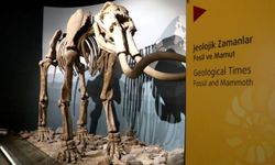 500 bin yıllık mamut fosilinin de sergilendiği müzeyi yaklaşık 100 bin kişi gezdi