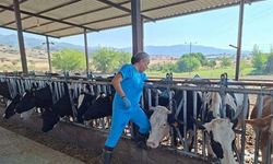 Aydın’da şap hastalığı: 17 mahallede karantina tedbirleri alındı