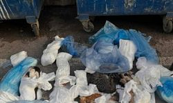 İzmir'de 33 kedinin ölü bulunması ile ilgili gözaltına alınan veteriner adliyede