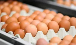 Kahverengi yumurtalar Avrupa'dan siliniyor: Üretim kısıtlaması gündemde