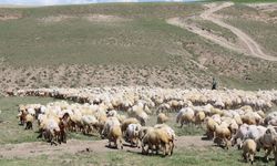 Aksaray’da ‘ithal çoban’ dönemi