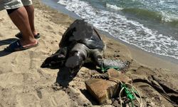 İzmir'de yüzgecine parke taşı bağlanmış ölü deniz kaplumbağası kıyıya vurdu