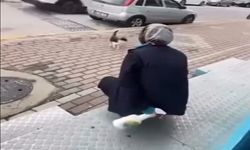 Kedinin yüzüne sprey sıkan market çalışanı beraat etti