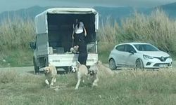 Kuşların doğal alanına kamyonetle çok sayıda köpek bıraktılar