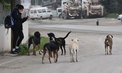 Bakanlıktan sahipsiz köpek saldırılarıyla ilgili adım: Üç belediyeye inceleme ve soruşturma süreci