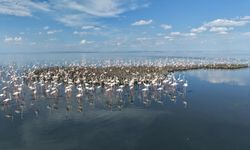 Tuz Gölü'nde 5 bin yavru flamingo kuluçkadan çıktı