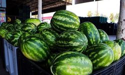 Adana'da kilosu 5 TL'ye düşen karpuz, marketlerde 17 TL