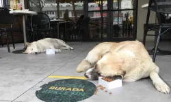 Kafe ve restoranlara evcil hayvan girişi tamamen yasaklanıyor