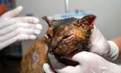Alevlerin arasında kalan kedi 'Luna', tedaviye alındı