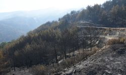Aydın’daki orman yangını 3'üncü gününde