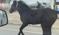 Başıboş Tay Bursa Caddelerinde Adeta Araçlarla Yarıştı