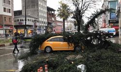 Rize'de Fırtına;  Ağaç Taksinin Üzerine Devrildi