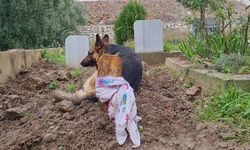 Kayboldu Sanılan Alman Kurdu ‘Poli’, Ölen Sahibinin Mezarı Başında Bulundu