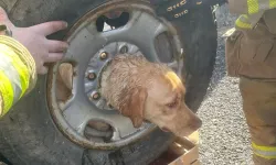 Kafasını Tekerleğin Jantına Sıkıştıran Köpeği İtfaiye Ekipleri Kurtardı