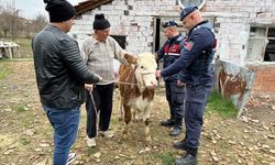 Yaşlı Adamın Sinop'ta Çalınan İneği, Kastamonu'da Bulundu