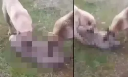 Arazide Gördüğü Kurdu Köpeklerine Boğdurduktan Sonra Yakan Kişi Gözaltında!