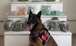 Balıkesir'de Narkotik Köpeği Yaşa, Uyuşturucu Tacirlerine Geçit Vermedi!